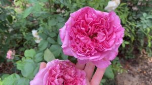 Роза Цефей/Cepheus , великолепный старинный сорт .