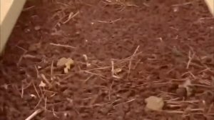 Как правильно сушить ВИНОГРАД/How to dry grapes properly