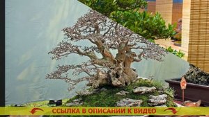 Вырастить бонсай дома сосна ✔ Купить бонсай крупноме?