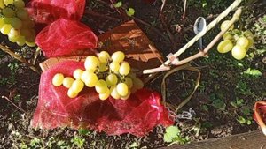 Виноград Хелена на 20 Августа 2025г