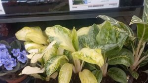 СОРТОВЫЕ РАСТЕНИЯ в ОБИ. ОТЛИЧНЫЕ ЦЕНЫ.