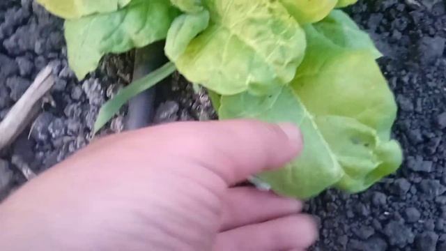 Нехватка бора на растении смотреть онлайн