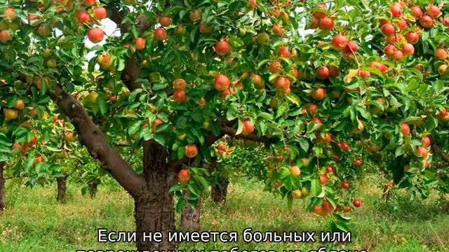 Обрезка яблонь смотреть онлайн