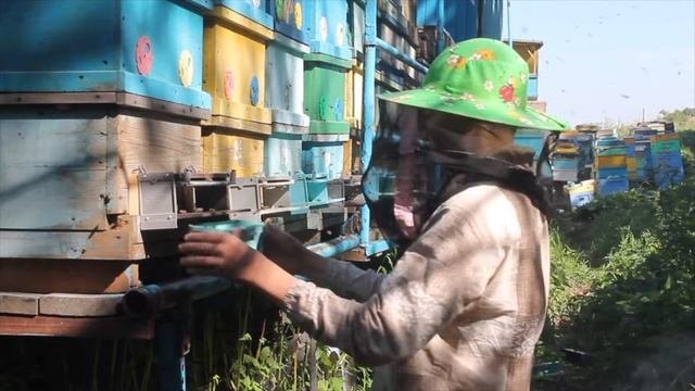 Пасека в горах Кавказа