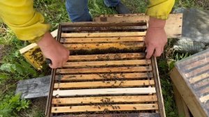 🍯Мёд с фацелии: идеальный сладкий урожай! Ревизия уль