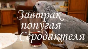 Завтрак попугая Серодактеля.