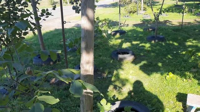 Одноплощинна виноградна шпалера. Модернізація смотреть онлайн