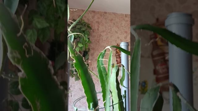 Питахайя, выращиваем дома. Ошибки смотреть онлайн