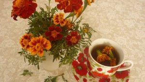 Узнайте, в чём польза ЧАЯ из БАРХАТЦЕВ для вашего здор?