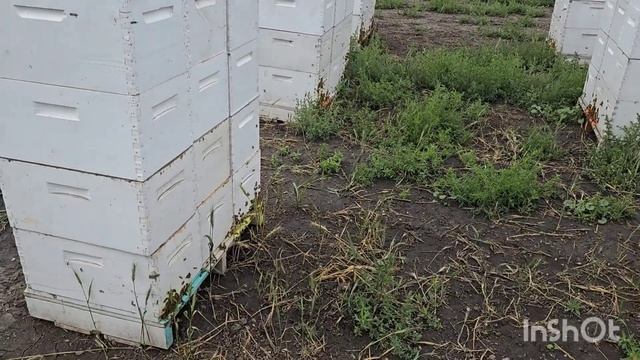 Бакфаст это зло!!!!Мед совсем не носят!!!! смотреть онлайн