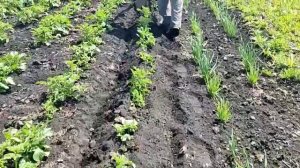 Окучник из дисковой бороны для мотоблока