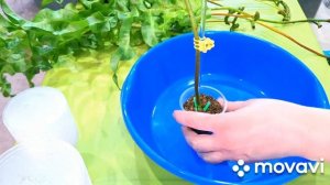 КОМНАТНЫЕ РАСТЕНИЯ(ЦВЕТЫ).ПАПОРОТНИК,РАЗМНОЖЕНИЕ.