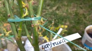 Распаковка посылки с розами из питомника Аккиевых