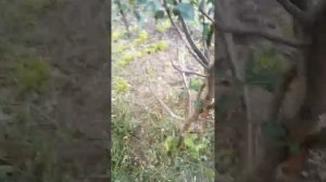 Обзор садового электро-триммера Оазис для травы, элек?