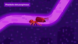 Мировая война муравьёв - Кочевые муравьи АНИМАЦИЯ [Kurzge