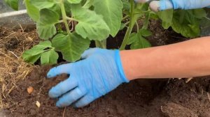 Обрезка макушки томатов - рабочий метод