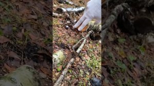 Пила бесщёточная Edon UNS-21/6BL