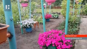 Более 100 сортов винограда выращивает житель Тамбовско