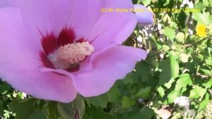 Как Шмели и Пчелы Опыляют Цветы и Собирают Пыльцу?