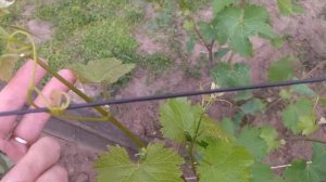 Лист винограда закрутился в трубочку. Что это?