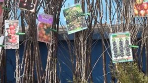 Где купить надежные саженцы. С гарантией.