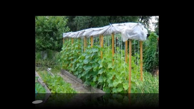 Дачные хитрости и премудрости ! 3 смотреть онлайн