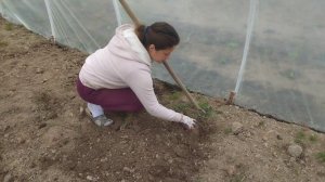 Теплица из пленки своими руками. Первый опыт строител?