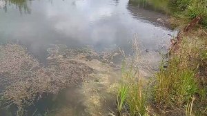 грунтовый пруд без плёнки по хольцеру пермакультура, ?