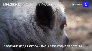 В Вотчине Деда Мороза у пары яков родился детёныш