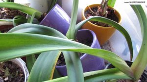 КАК правильно ВВЕСТИ  ГИППЕАСТРУМ в ПЕРИОД  ПОКОЯ?  Отв