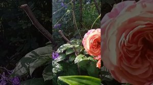 Розы и лилии. Розовая комната