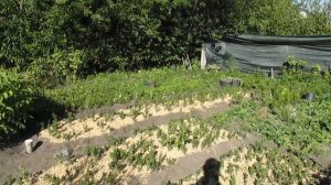 Как очистить участок от травы и корневой поросли више?