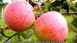 Яблоня Ковровое