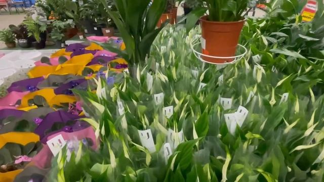 ОБИ! НОВАЯ КОЛЛЕКЦИЯ РАСТЕНИЙ! ОГРОМНЫЙ ВЫБОР! смотреть онлайн