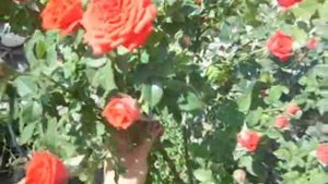 Штамбовые розы