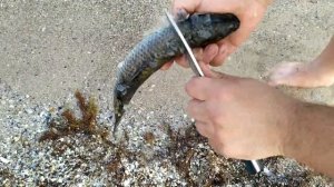 Охотничий нож Нессмук Южный Крест -  безусловный хит! |