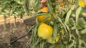 Описание и характеристика  томатов Канары и  Оранжевы?