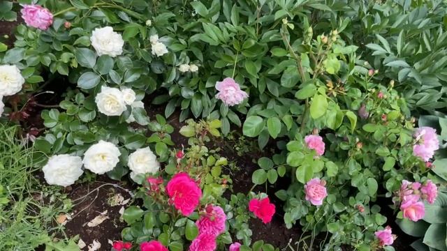 Самые прекрасные розы Дэвида Остина! Июнь 2025 Калининг? смотреть онлайн