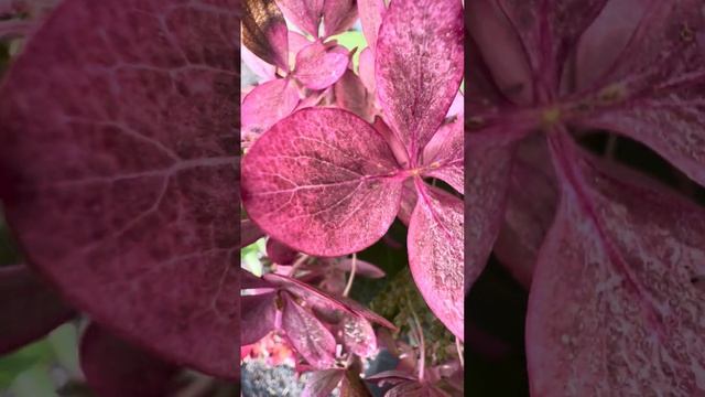 Гортензия Пастель Грин(9 цветов-хамелеон) смотреть онлайн