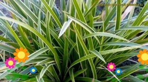 Осока морроу Айс Денс. Краткий обзор, описание характе