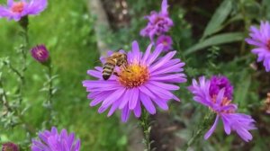 Польза мёда для здоровья