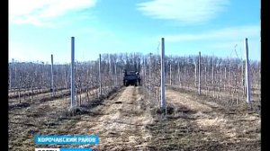 Производство яблок в Корочанском плодопитомнике Белг