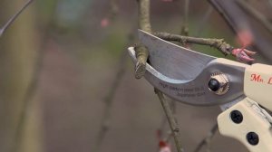 Обрезка и формирование зонтичной яблони