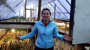 ВЫРАЩИВАНИЕ ЛУКА как бизнес в теплице, ответы по уходу