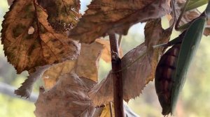 ШОК КОНТЕНТ! Нашел Беременную Самку Богомола И Она Сра