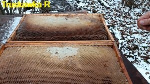 #Пчёлы. Можно ли оставить пчёлам забродивший мёд? Весё?