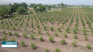 интенсивный сад садоводов Таджикистана и Узбекистана