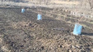 Тюльпаны 🌷 после выгонки. 8 марта.