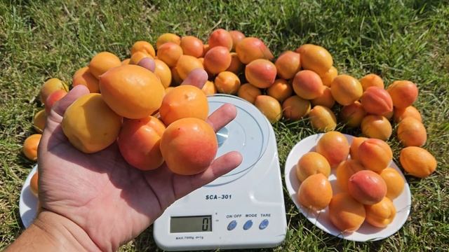 Надранні абрикоси. Абрикос Вондер Кот. смотреть онлайн