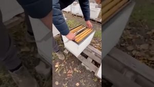Объединение слабых пчелиных семей глубокой осенью бе?